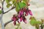 7 - Bonsai di Cercis - Albero di Giuda (75)