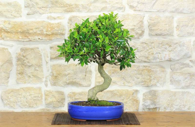 1 - Bonsai di Ficus Retusa (180)