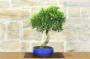 2 - Bonsai di Ficus Retusa (180)