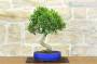 3 - Bonsai di Ficus Retusa (180)