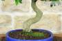 5 - Bonsai di Ficus Retusa (180)