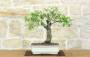 1 - Bonsai di Ciliegio Selvatico (177)