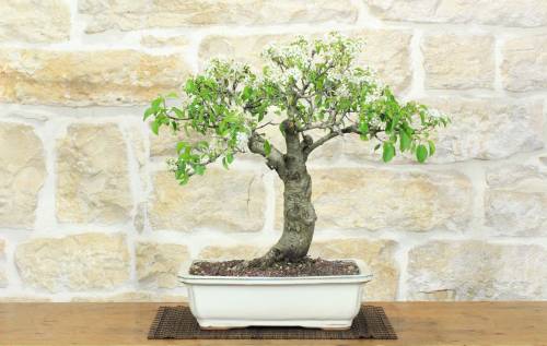 1 - Bonsai di Ciliegio Selvatico (177)