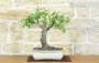 3 - Bonsai di Ciliegio Selvatico (177)