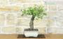 4 - Bonsai di Ciliegio Selvatico (177)