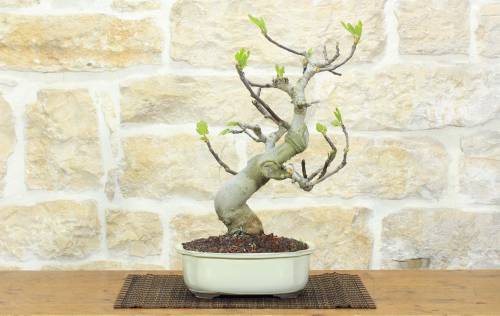 1 - Bonsai di Fico (88)