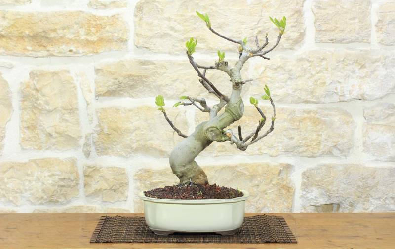 1 - Bonsai di Fico (88)