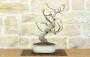 1 - Bonsai di Fico (88)