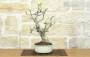 2 - Bonsai di Fico (88)