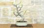 3 - Bonsai di Fico (88)