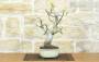 4 - Bonsai di Fico (88)