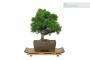 3 - Tavolino Espositore Bonsai in Legno - Stile Giapponese - cm. 26x17,5x3,5