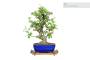 3 - Tavolino Espositore Bonsai in Legno - Stile Giapponese - cm. 32x21x4,5