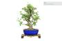 3 - Tavolino Espositore Bonsai in Legno - Stile Orientale - cm. 32x21x4,5