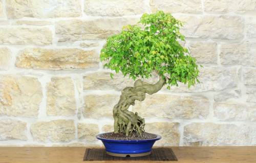 1 - Bonsai di Acero Tridente (32)