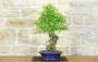 2 - Bonsai di Acero Tridente (32)