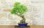 3 - Bonsai di Acero Tridente (32)