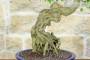 5 - Bonsai di Acero Tridente (32)