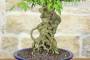 8 - Bonsai di Acero Tridente (32)