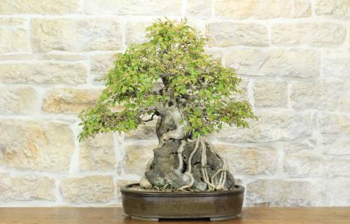 1 - Bonsai di Carpino Coreano con radici su roccia (19)