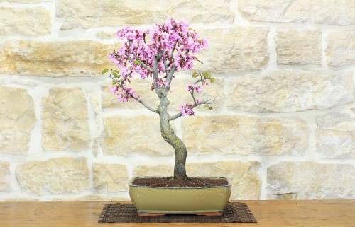 1 - Bonsai di Cercis - Albero di Giuda (77)