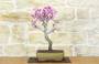 1 - Bonsai di Cercis - Albero di Giuda (77)