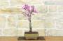 2 - Bonsai di Cercis - Albero di Giuda (77)