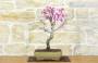 3 - Bonsai di Cercis - Albero di Giuda (77)