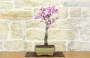 4 - Bonsai di Cercis - Albero di Giuda (77)