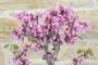 6 - Bonsai di Cercis - Albero di Giuda (77)
