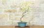 1 - Bonsai di Glicine Giapponese a fiore bianco (26)