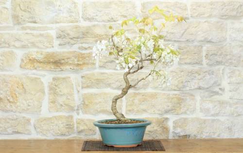 1 - Bonsai di Glicine Giapponese a fiore bianco (26)