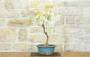 2 - Bonsai di Glicine Giapponese a fiore bianco (26)