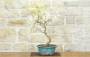 3 - Bonsai di Glicine Giapponese a fiore bianco (26)