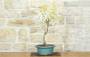 4 - Bonsai di Glicine Giapponese a fiore bianco (26)
