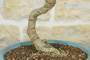 5 - Bonsai di Glicine Giapponese a fiore bianco (26)