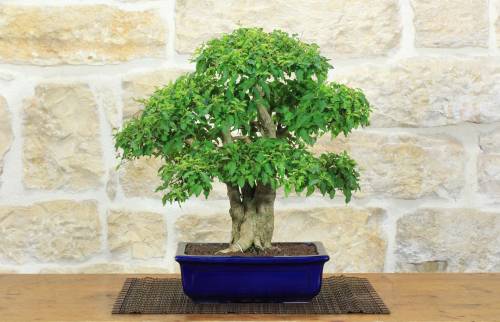 1 - Bonsai di Ligustro Ovalifolium (3)
