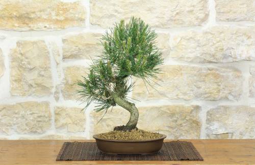 1 - Bonsai di Pino Nero Thunbergii (88)
