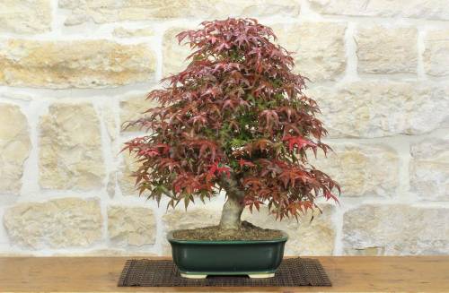 1 - Bonsai di Acero Palmato Deshojo (84)