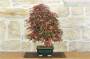 2 - Bonsai di Acero Palmato Deshojo (84)