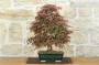 3 - Bonsai di Acero Palmato Deshojo (84)