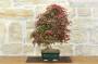 4 - Bonsai di Acero Palmato Deshojo (84)