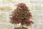 6 - Bonsai di Acero Palmato Deshojo (84)