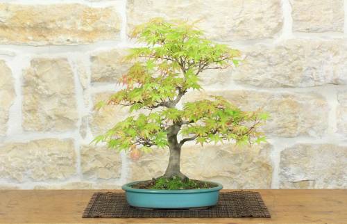 1 - Bonsai di Acero Palmato Yamamomiji (15)