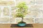 2 - Bonsai di Acero Palmato Yamamomiji (15)
