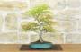 3 - Bonsai di Acero Palmato Yamamomiji (15)