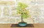 4 - Bonsai di Acero Palmato Yamamomiji (15)