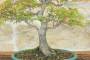 6 - Bonsai di Acero Palmato Yamamomiji (15)