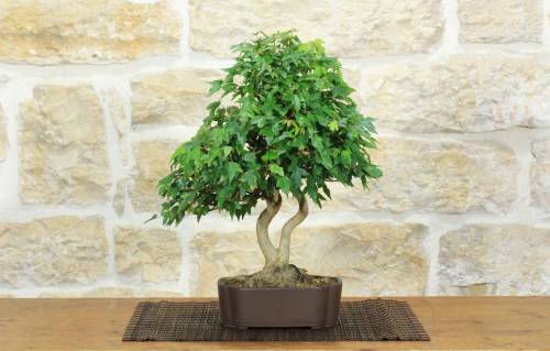 1 - Bonsai di Acero Tridente (33)