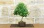2 - Bonsai di Acero Tridente (33)